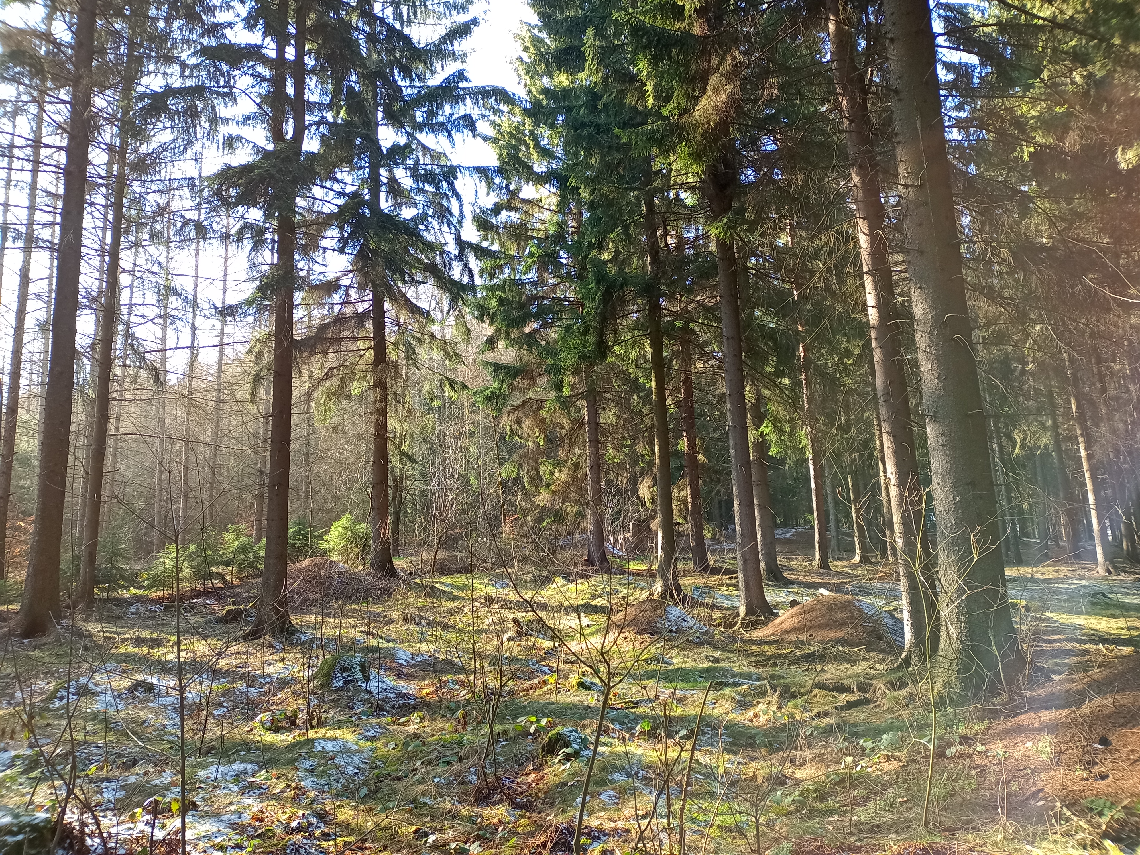 Wald aufgenommen mit Wiko View 5