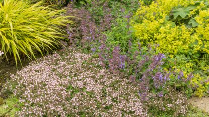best low maintenance ground cover plants - Dwarf thyme and alchemilla mollis in a garden border