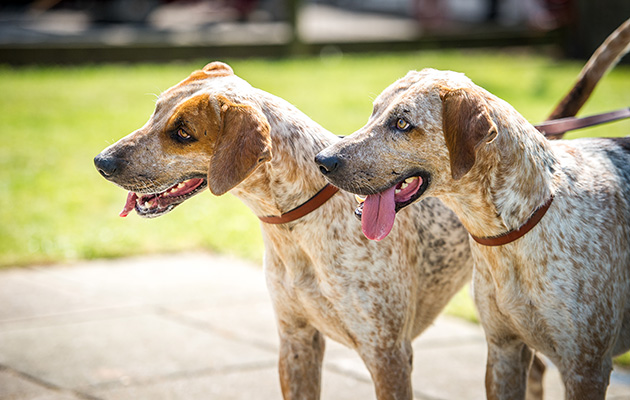 South and West Wilts Hamilton & Harlequin 14 take the class for the best entered couple of doghounds