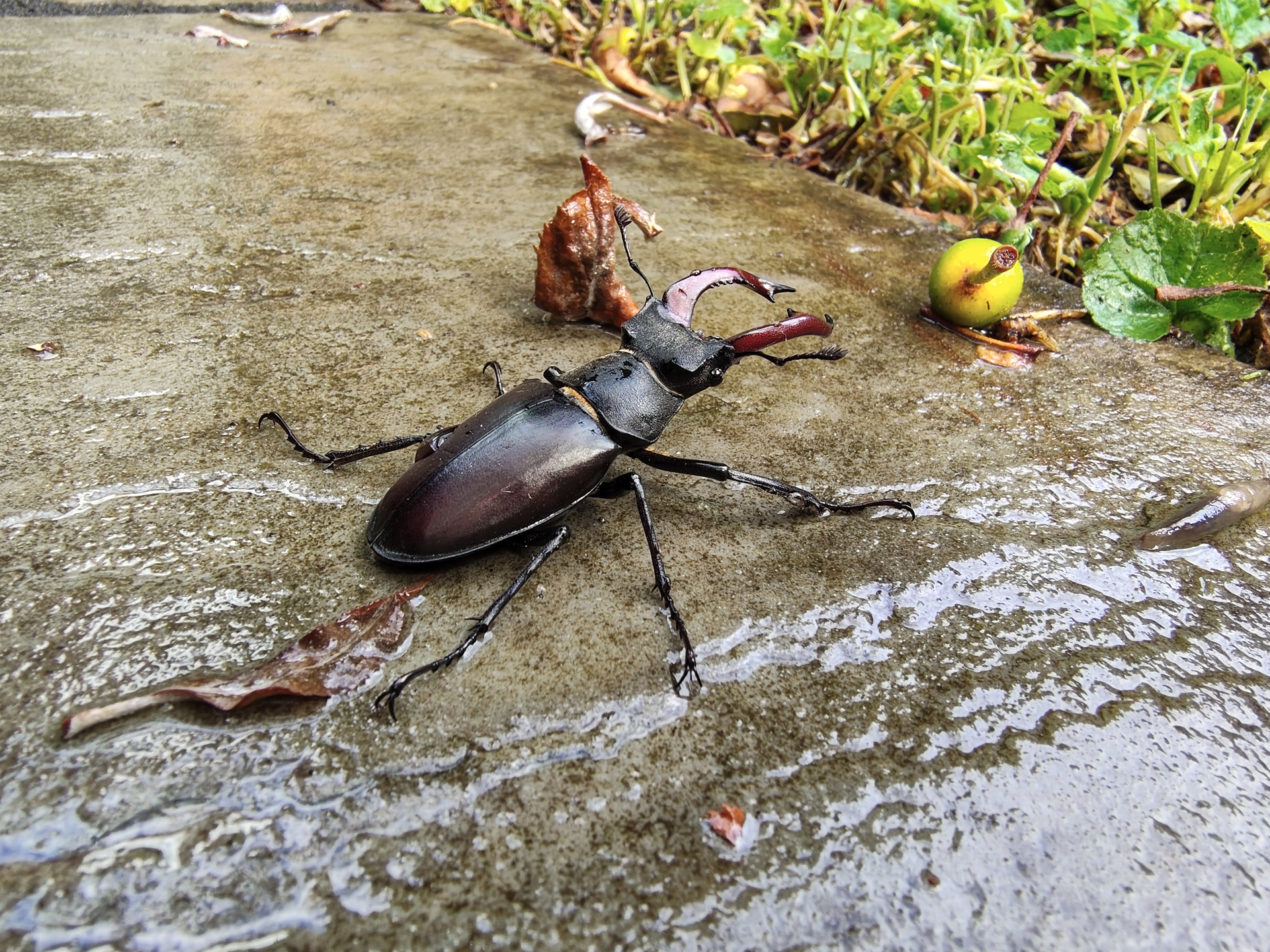 Motorola Edge 70 Fusion sample images