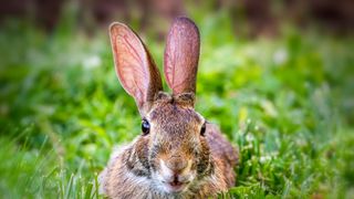 rabbit lies down outdoors