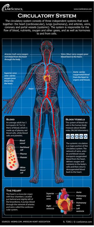 Infographic: Find out all about the blood, lungs and blood vessels that make up the circulatory system.