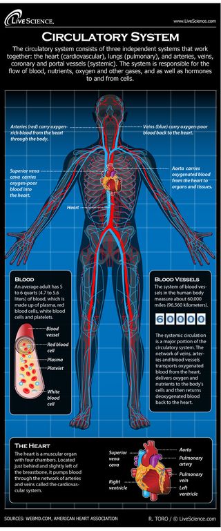 Flow Chart Of Blood Circulation In Human Heart