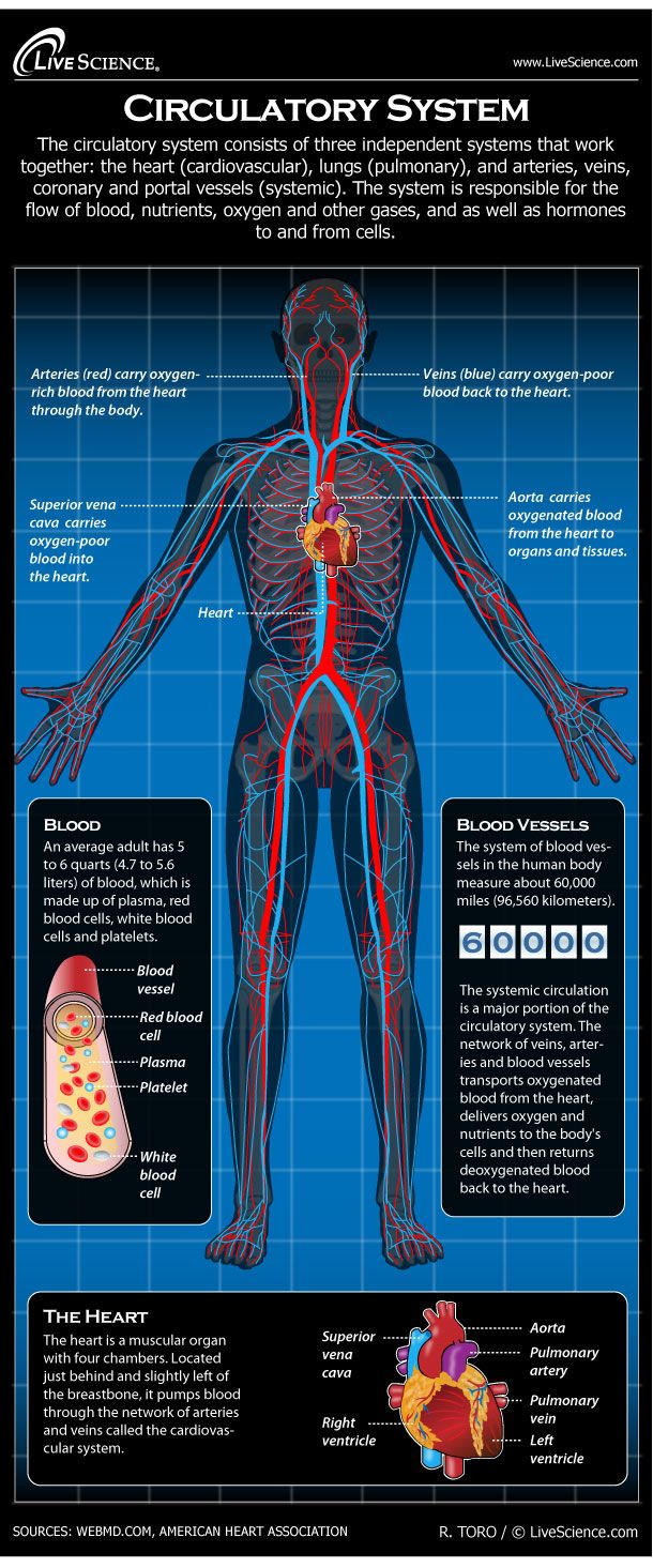 Infographic: Find out all about the blood, lungs and blood vessels that make up the circulatory system.