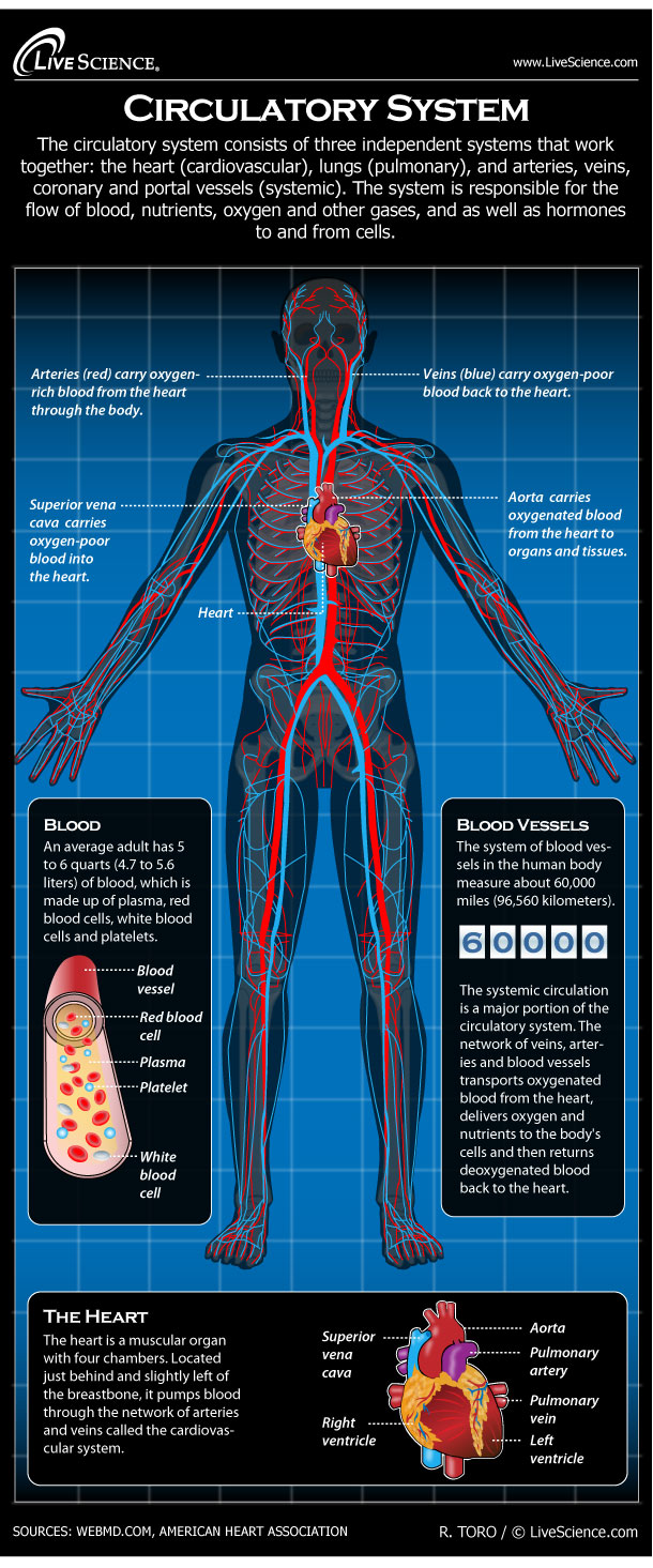 diagram of the circulatory system for 5th grade