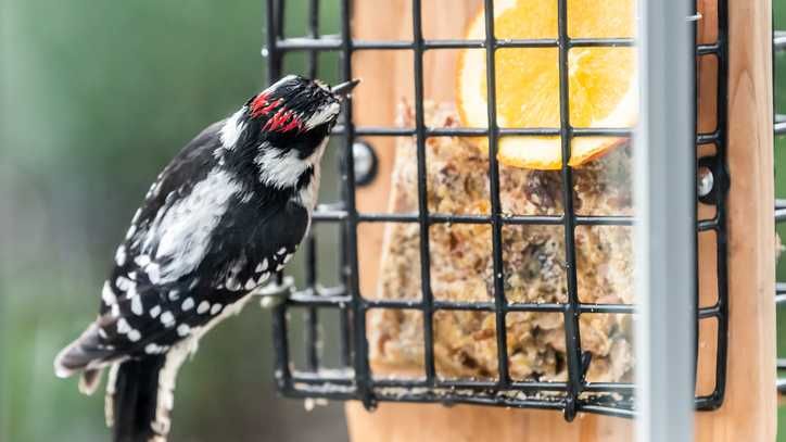 bird cakes