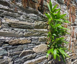 bamboo plant breaking through a stone wall