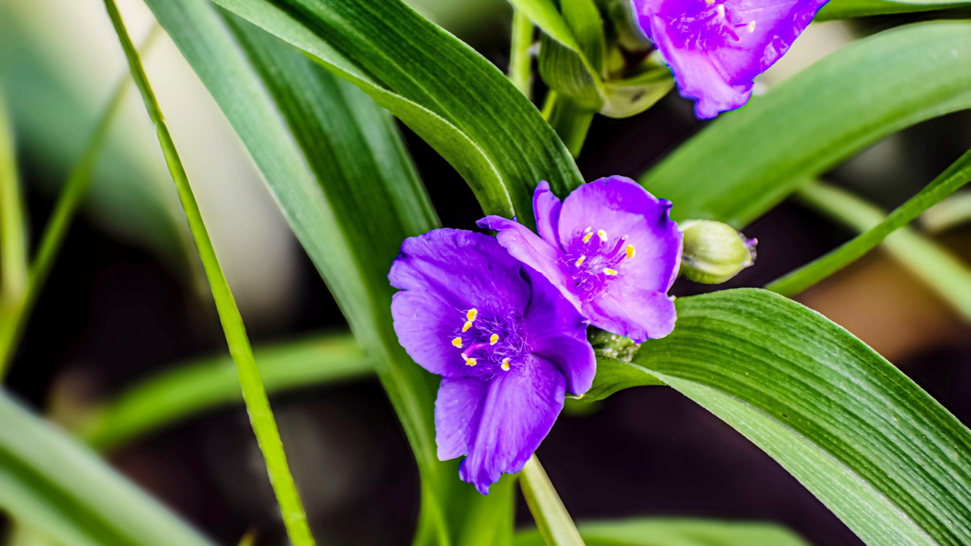 Bright purple spiderwort flowers