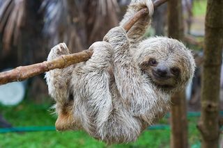 Like the animal itself, the digestive system of a sloth is very slow, taking days to digest the leaves it eats. Their simple gut microbes mean they don’t produce flatulence; instead, the methane those microbes give off is absorbed into the bloodstream and simply breathed out.