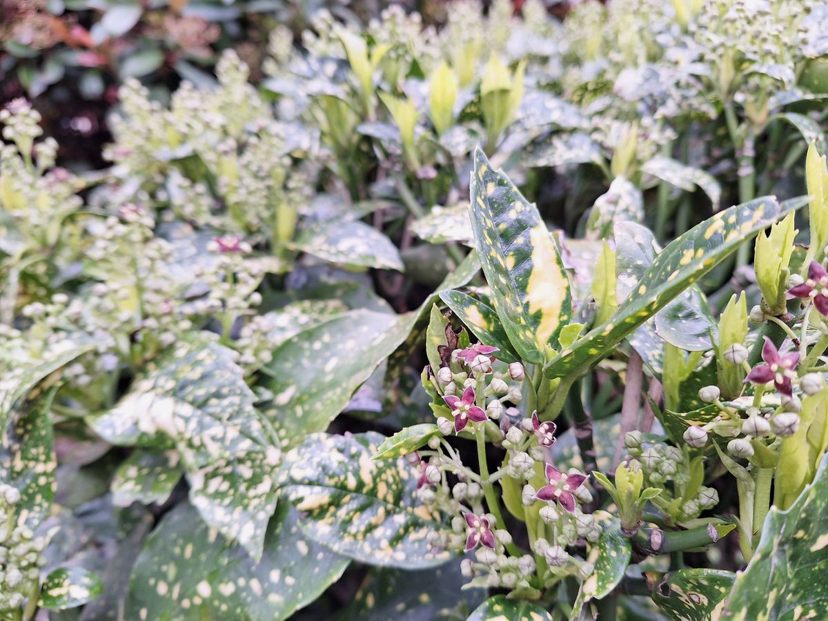 A photo captured on the Samsung Galaxy A54 5G