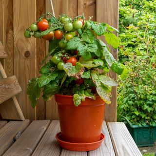 Tomato plant in pot on wooden decking