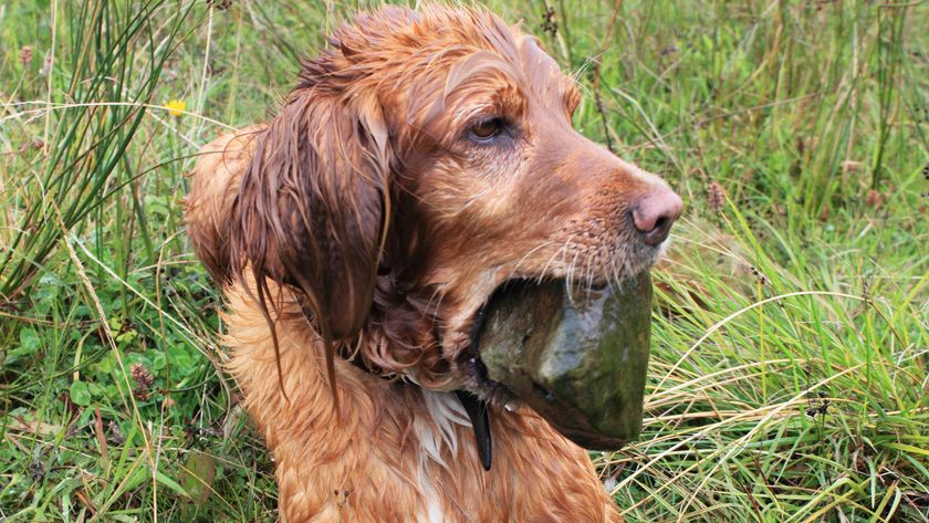 Spaniel holding a rock in its mouth