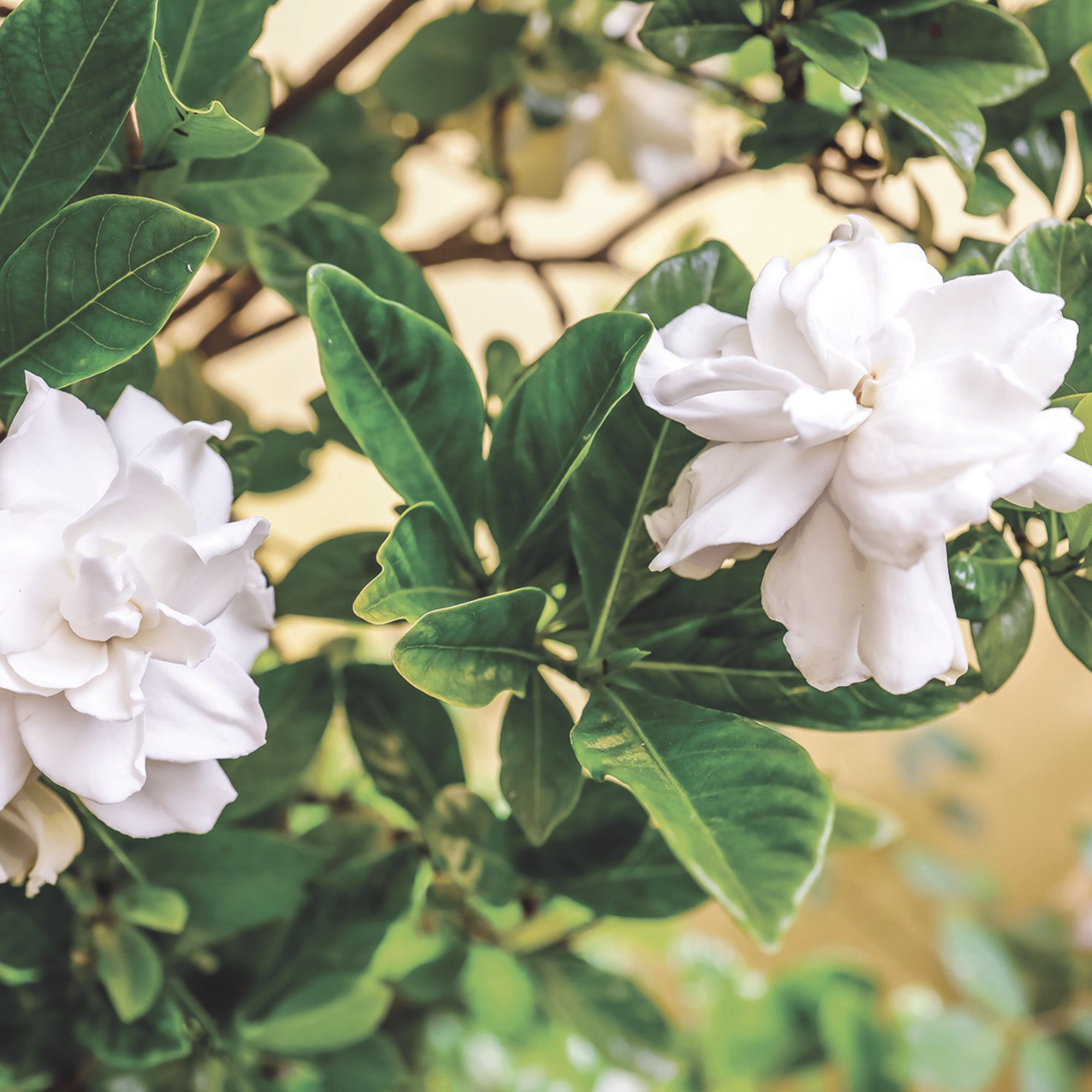 white gardenia flowers on bush
