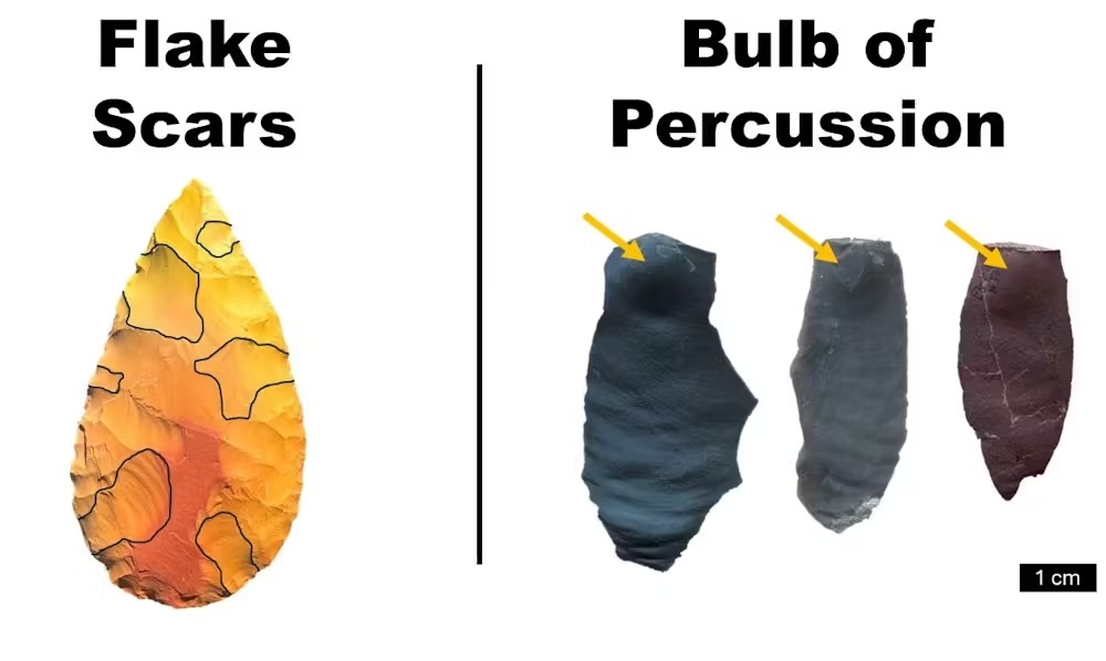 a diagram showing flake scars and bulbs of percussion on handmade stone tools