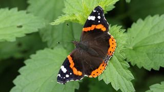 butterfly on nettle leaf