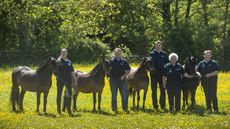 the newoak stud has 20 ponies donning their prefix heading to the 2024 RIHS final