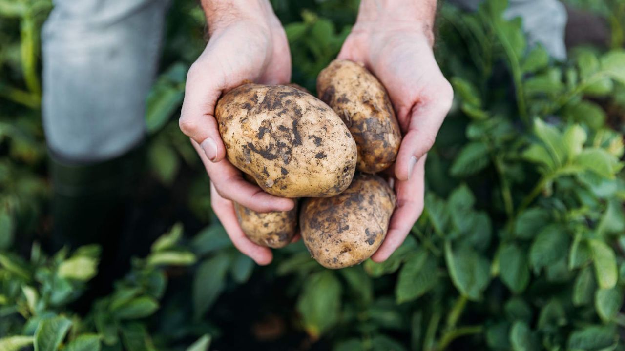 A farmer holding large harvested potatoes in his hands