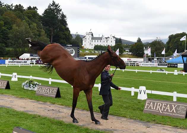 Caros Diaz Fernandez and Junco CP at the first horse inspection at the Blair European Championships 2015. Picture by Peter Nixon