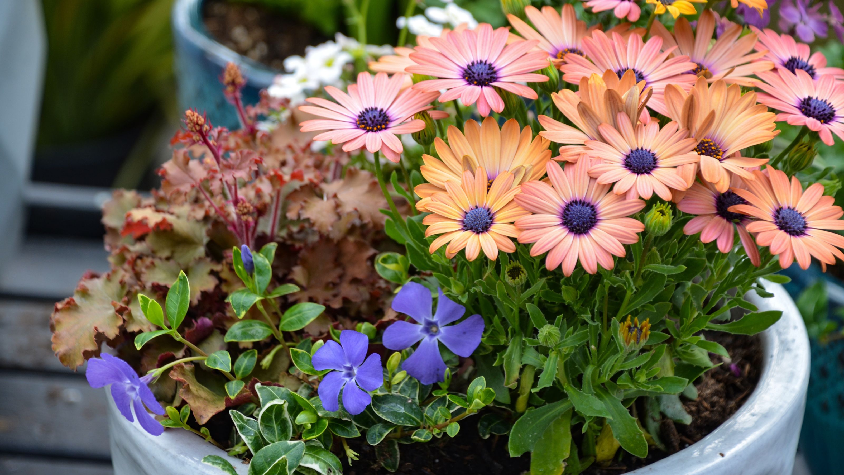 orange osteospermums in pot