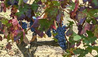 Mourvedre wine grapes in vineyard