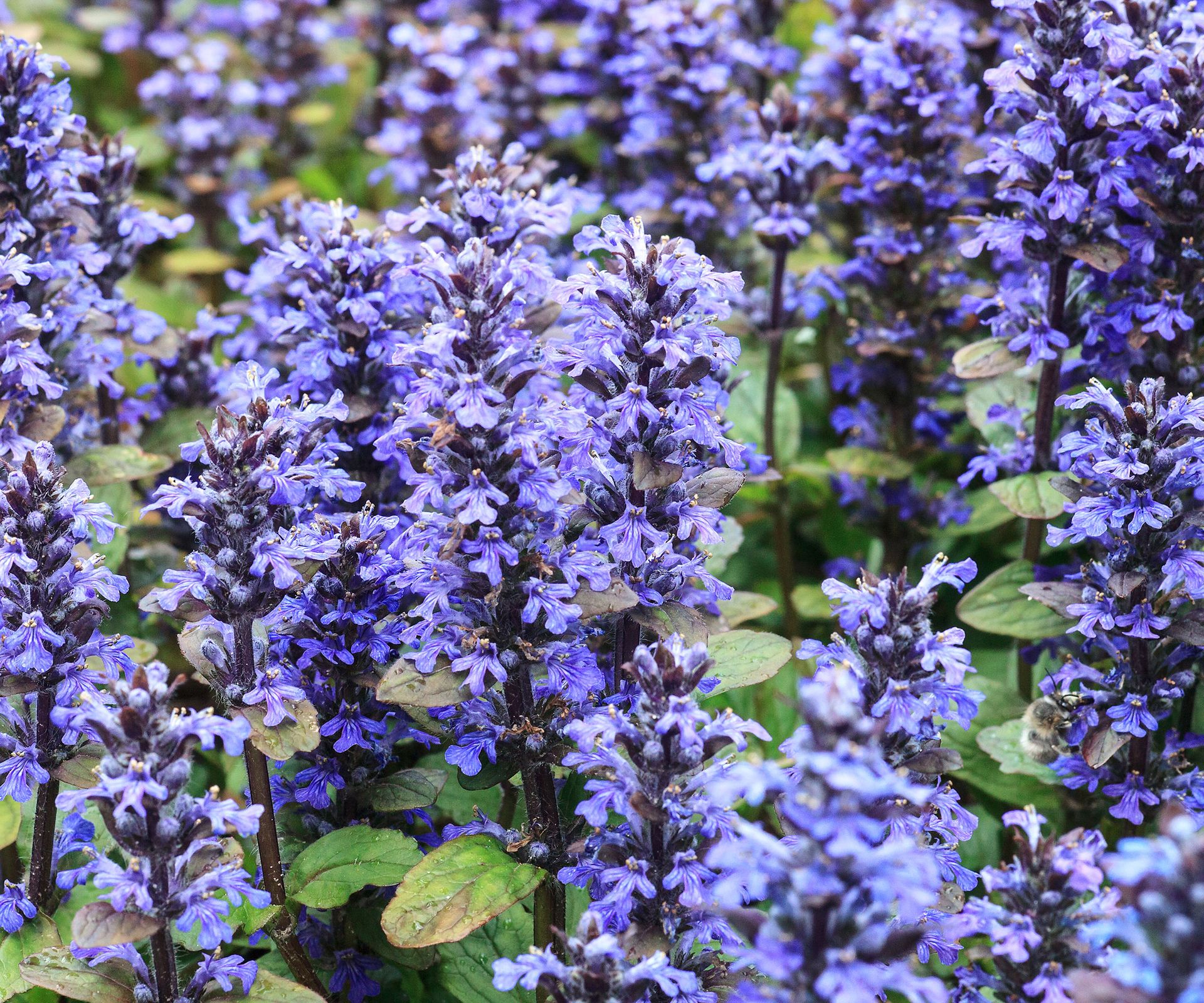 bugleweed plants showing purple blooms