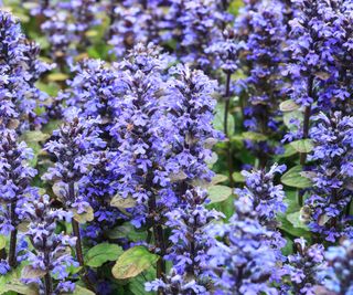 bugleweed plants showing purple blooms