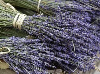 Bunches of harvested lavender