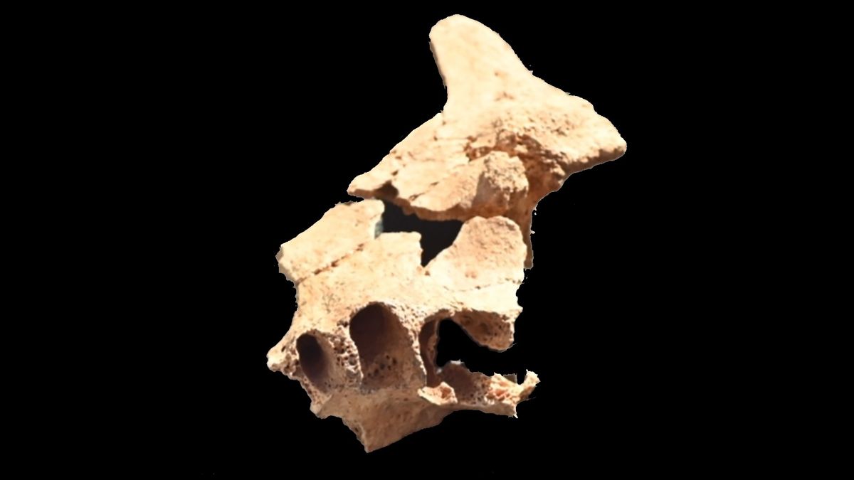 1.4 million-year-old jawbone may belong to oldest known human relative in Europe