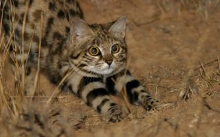 Black-footed cats are found only in three countries: Botswana, Namibia and South Africa.