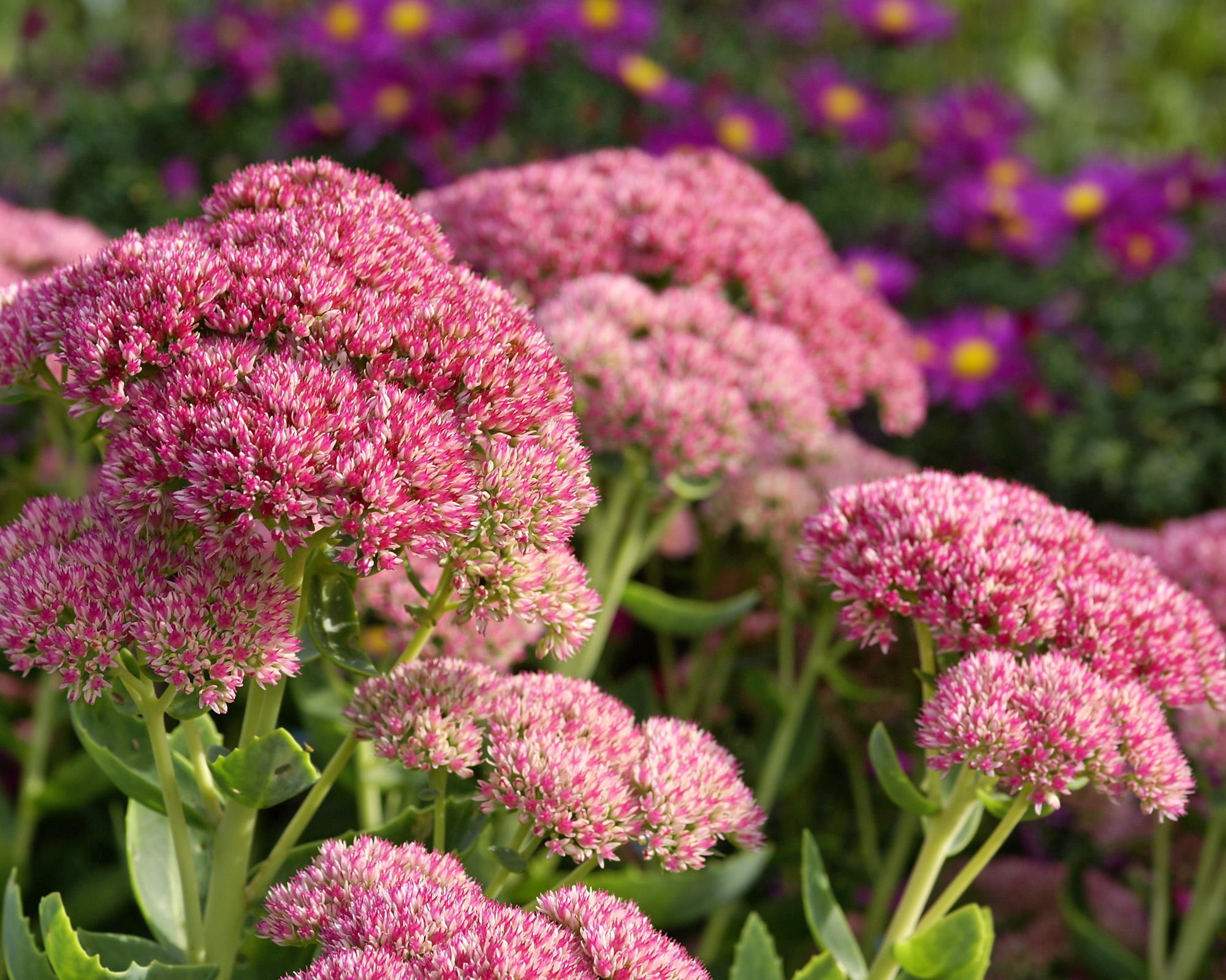 Deep pink flowerheads of stonecrop or sedum