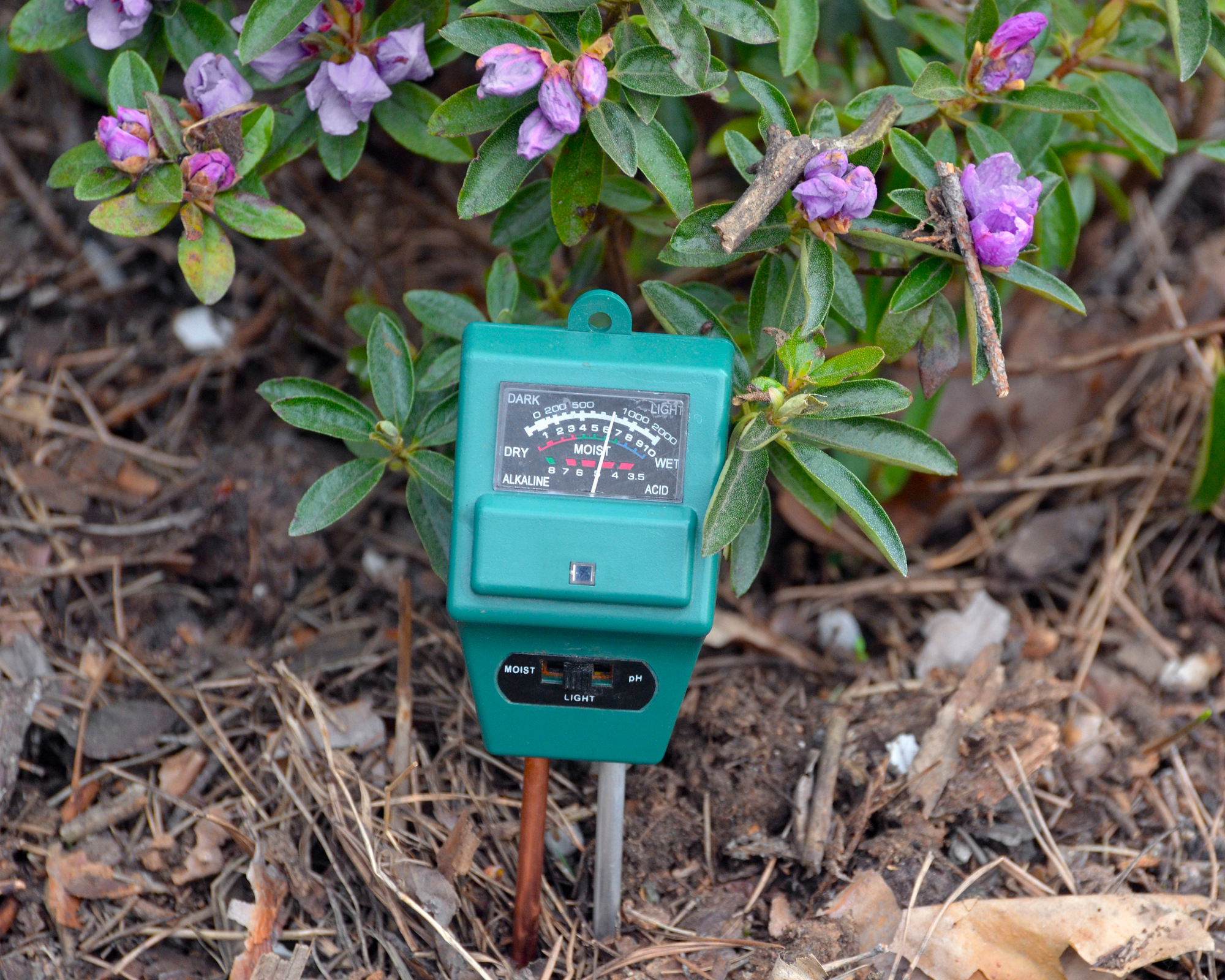 soil meter in front of azalea bush