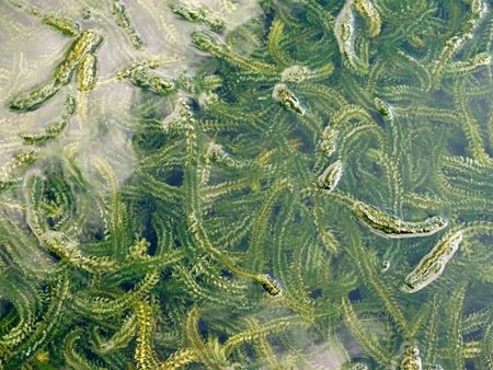 Elodea Pondweed Plant