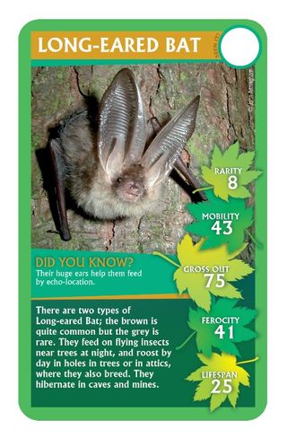 Long-Eared Bat