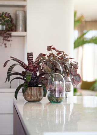 A water plant and a potted houseplant on a counter