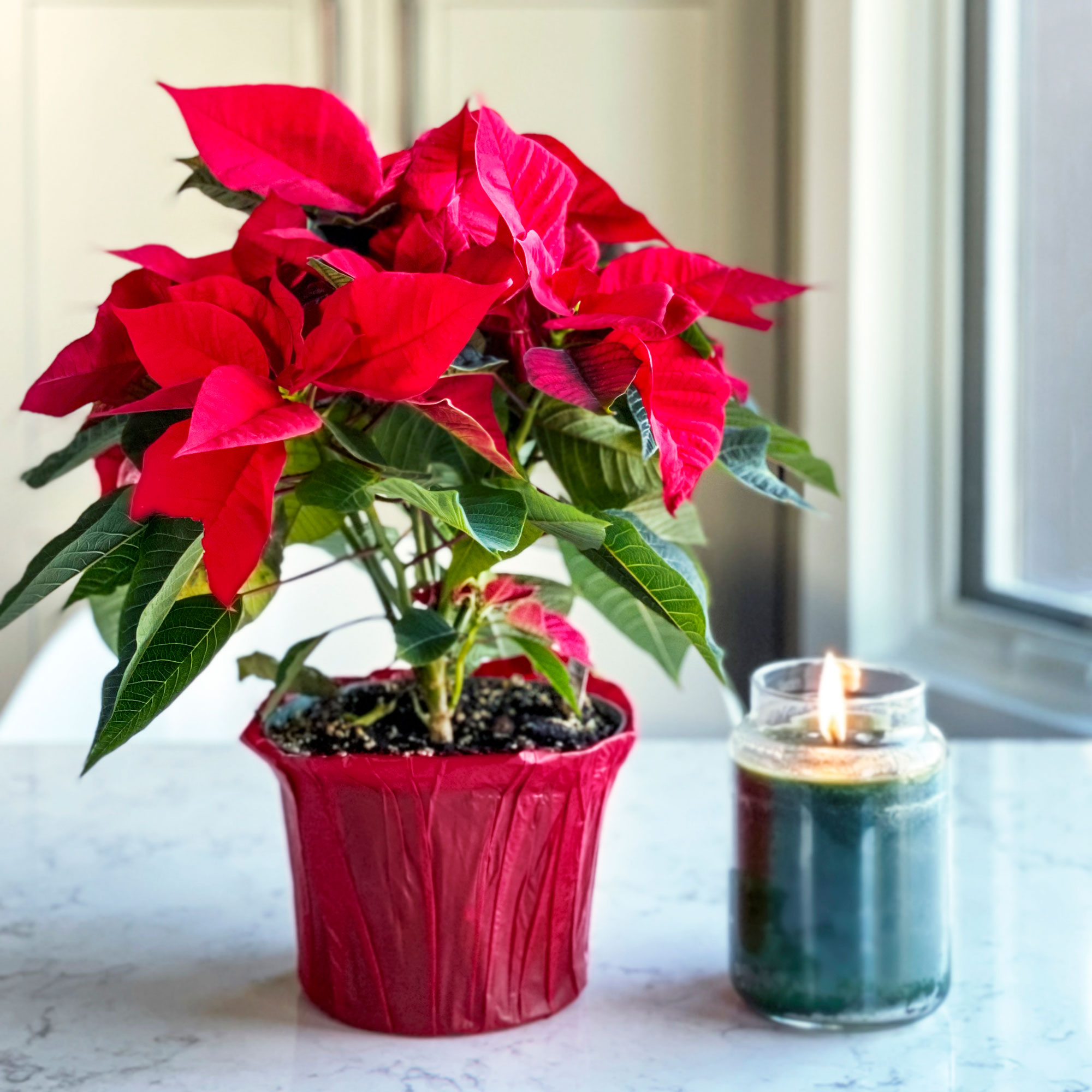 Poinsettia in a red pot next to a green lit candle in a glass jar on a white marble countertop