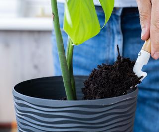 Repotting plant