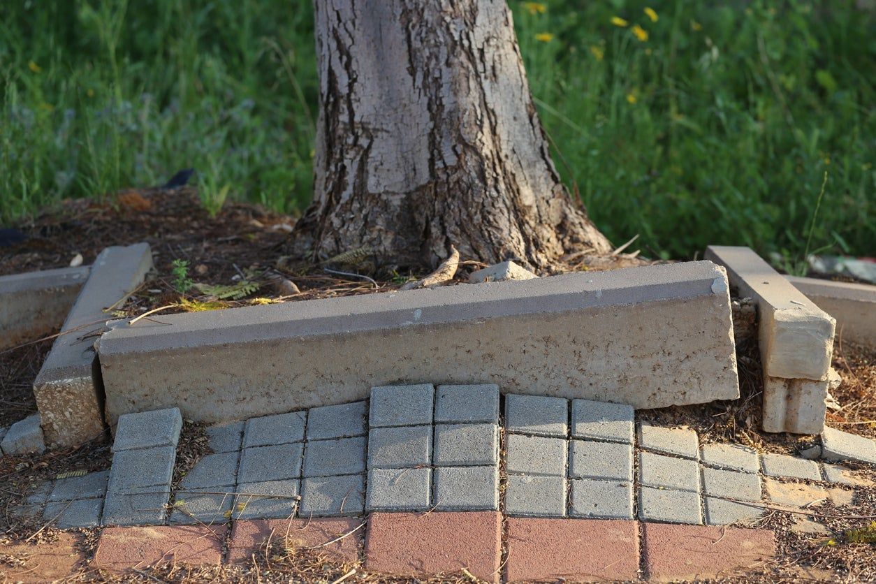 Bricks Rising Up Over Tree Roots