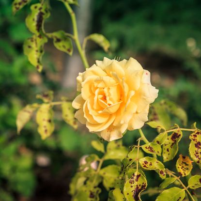 Rose plant with leaves turning yellow