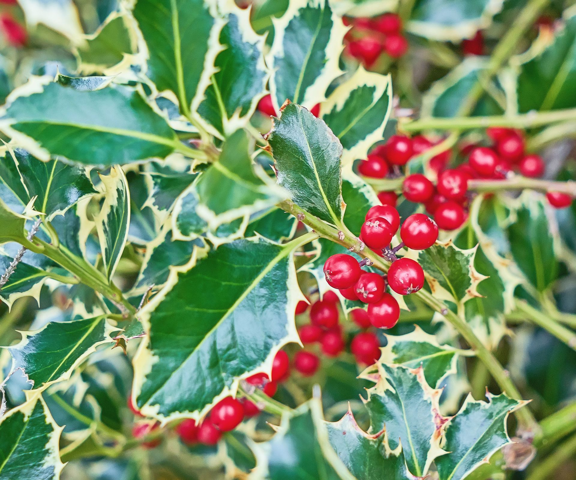 holly bush with red glossy berries