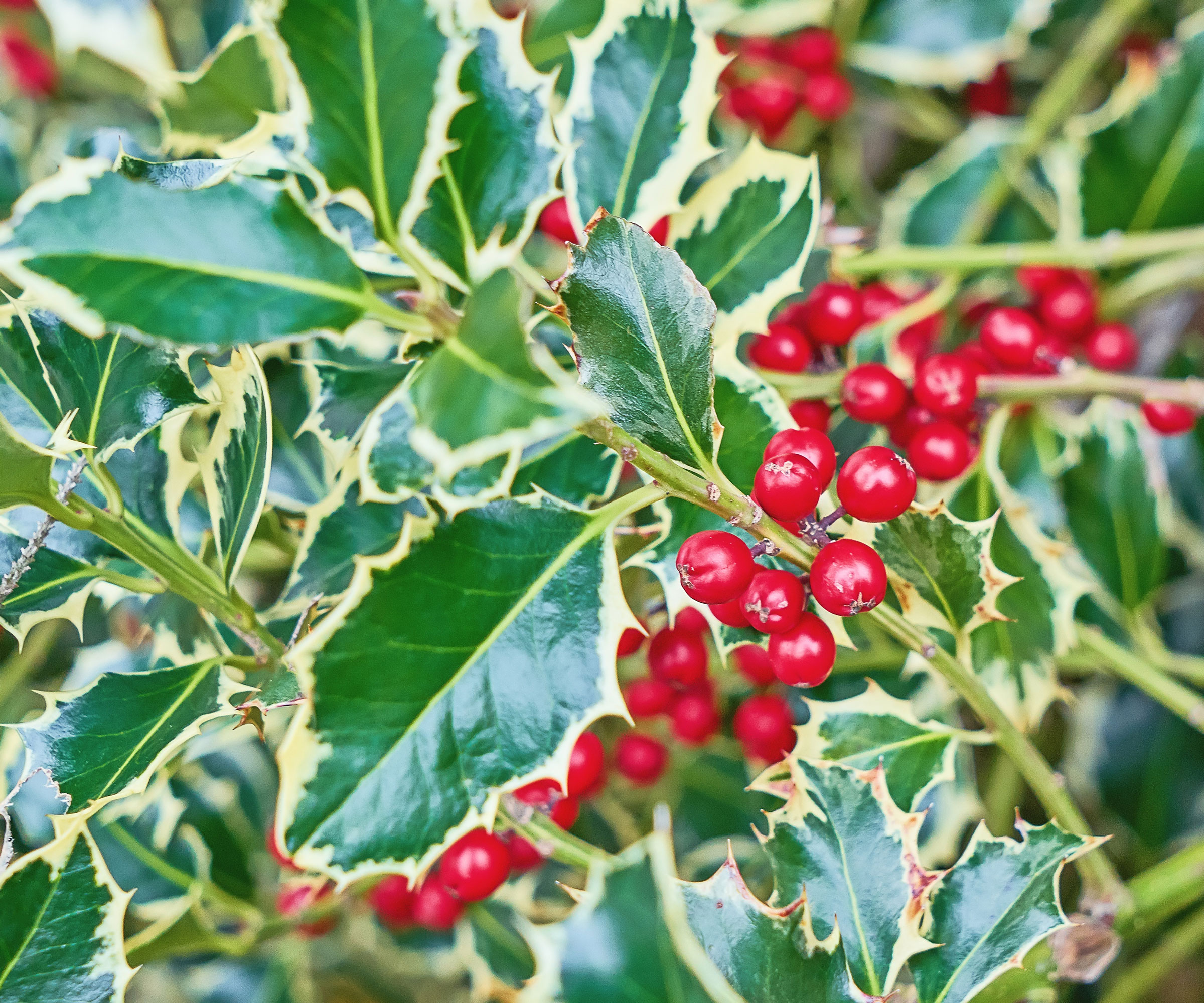 holly bush with red glossy berries