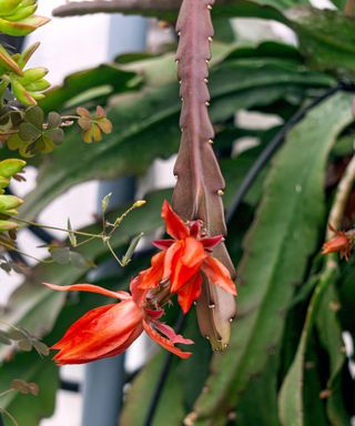 Red Christmas cactus flowers bloom on brownish leaves