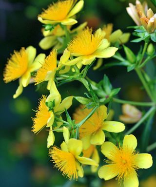 close up of Hypericum prolificum, shrubby St John's Wort yellow flowers