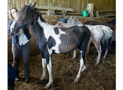 Cappy when he was rescued