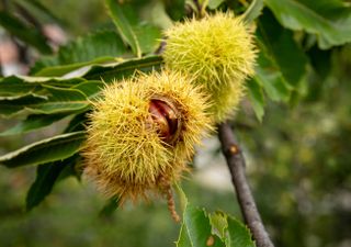 sweet chestnut