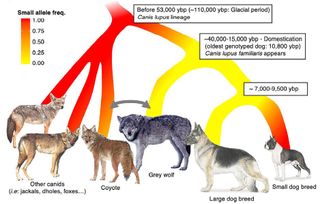 A figure from the new study showing how canids have become smaller thanks in part to the IGF1 mutation.