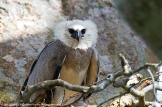 harpy eagle chick