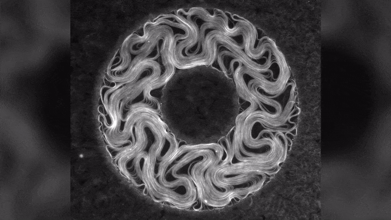 Active nematic: confined microtubules
