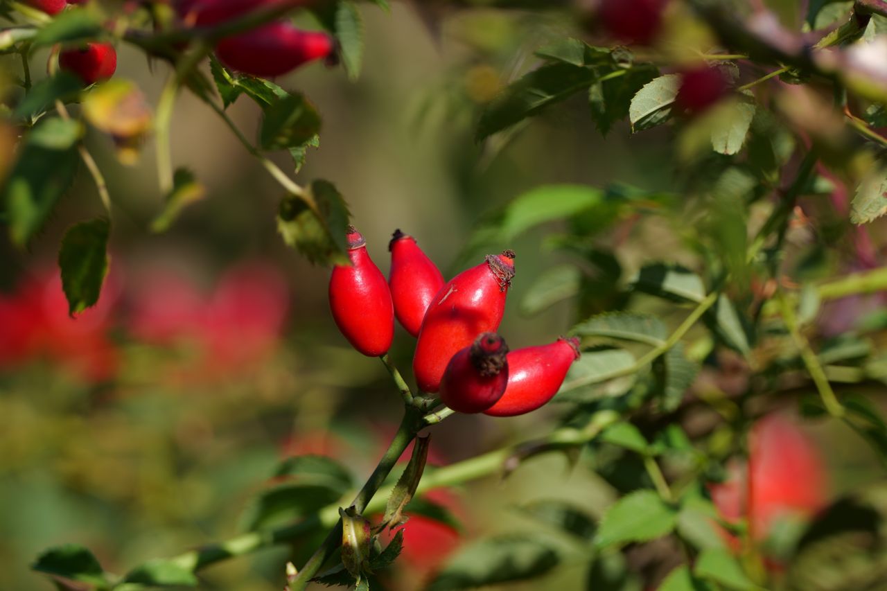 Close-up of red berries on a bush