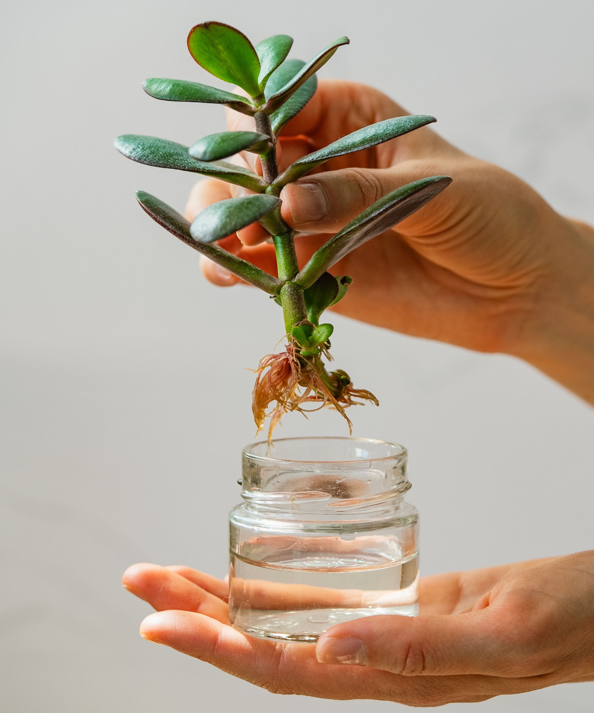 Plant cutting being held over small glass jar