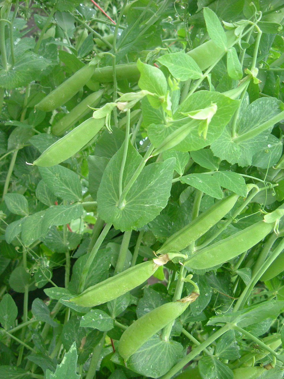 Snap Pea Plants